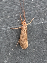 Halesus