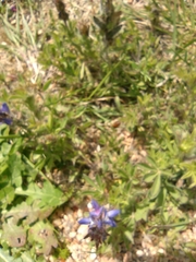 Lupinus bracteolaris