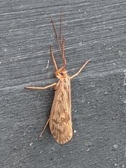 Halesus