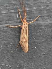 Halesus