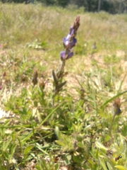 Lupinus bracteolaris