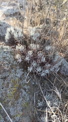 Dudleya attenuata attenuata