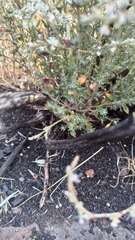 Eriogonum wrightii dentatum