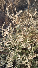 Eriogonum wrightii dentatum