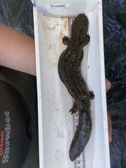 Cryptobranchus alleganiensis