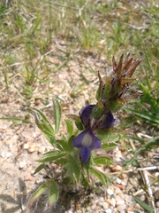 Lupinus bracteolaris