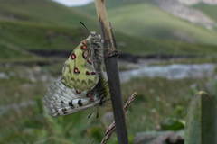 Parnassius jacquemontii