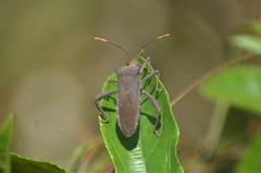 Anoplocnemis curvipes