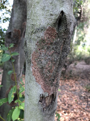 Septobasidium orbiculare