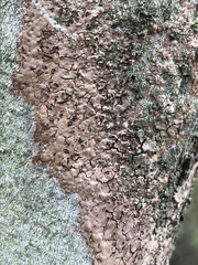 Septobasidium orbiculare