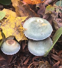 Stropharia aeruginosa