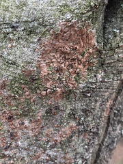 Septobasidium orbiculare