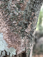 Septobasidium orbiculare