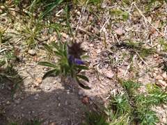 Lupinus bracteolaris