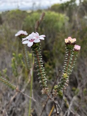 Adenandra rotundifolia