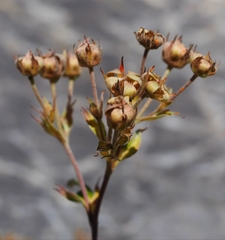 Potentilla alchimilloides
