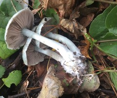 Stropharia aeruginosa