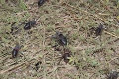 Acanthoplus discoidalis