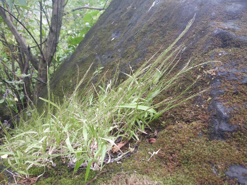 Garnotia arborum