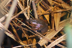 Lithobates virgatipes