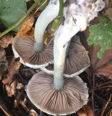 Stropharia aeruginosa