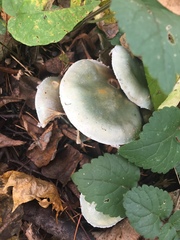 Stropharia aeruginosa