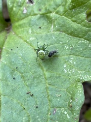 Prasonica seriata