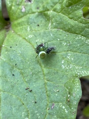 Prasonica seriata