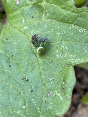 Prasonica seriata