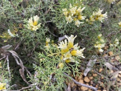 Petrophile serruriae