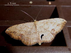 Scopula pulchellata rufinubes