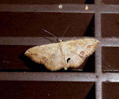 Scopula pulchellata rufinubes