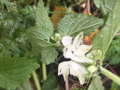 Lamium album