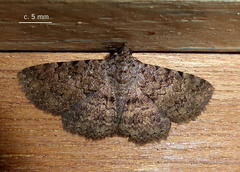 Polydesma umbricola