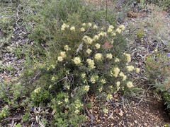 Petrophile serruriae