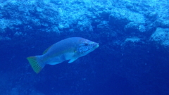 Bodianus scrofa