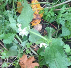 Lamium album