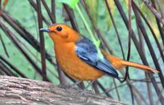 Cossypha natalensis natalensis