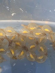 Cryptobranchus alleganiensis