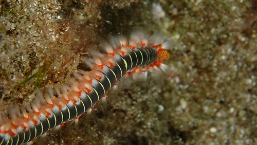 Photo of Bearded fireworm (Hermodice carunculata)