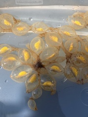 Cryptobranchus alleganiensis