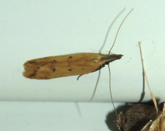 Dichomeris acuminatus