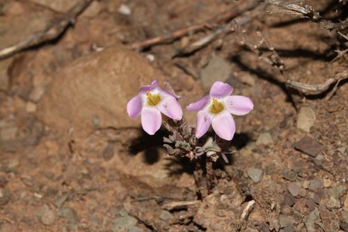 Oxalis primuloides (Oxalis primuloides)