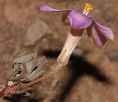 Oxalis primuloides