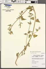 Atriplex glabriuscula