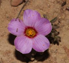 Oxalis callosa