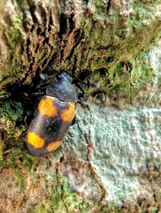 Episcapha quadrimacula