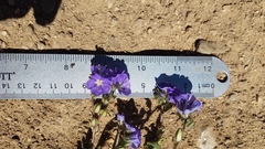 Phacelia ciliata