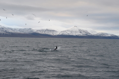 Lagenorhynchus albirostris