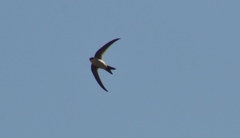Aeronautes andecolus